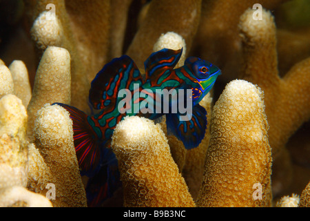 Una femmina di pesce mandarino (Synchiropus splendidus) nel dito formazione corallina. Foto Stock