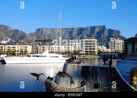 La nidificazione di cormorani sulla prua di un vecchio rimorchiatore nel bacino di Alfred, Lungomare Victoria and Alfred e Cape Town, Sud Africa Foto Stock