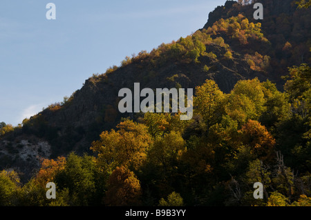 Foresta di faggi meridionale (Nothofagus Macrocarpa) in colori autunnali, autunno, Siete Tazas Parco Nazionale del Cile Foto Stock