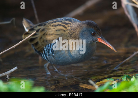 Water Rail (Rallus aquaticus) skulking in shallow water Foto Stock