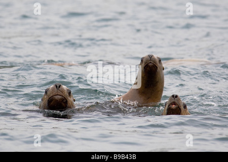 Steller o northern sea lion Eumetopias jubatus Alaska Foto Stock