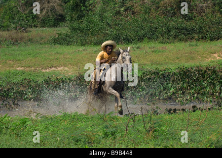 Pantanal cow boy, Brasile Foto Stock