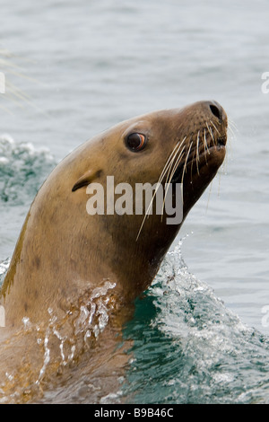 Steller o northern sea lion Eumetopias jubatus Alaska Foto Stock