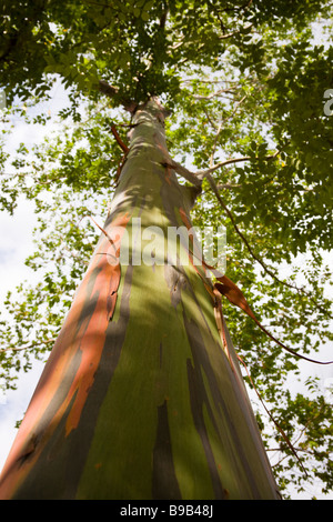 Guardando verso l'alto un arcobaleno eucalipto (Eucalyptus deglupta) nel Palmar Sur, Costa Rica. Foto Stock