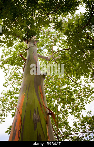 Guardando verso l'alto un arcobaleno eucalipto (Eucalyptus deglupta) nel Palmar Sur, Costa Rica. Foto Stock