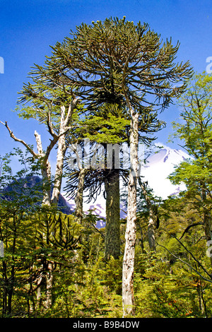 Foresta di Pehuén, Araucaria araucana tree (scimmia-puzzle) in Huerquehue National Park, vicino a Pucon in Cile Foto Stock