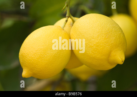 Primo piano di limoni " Lisbona" varietà appeso sul ramo. Foto Stock