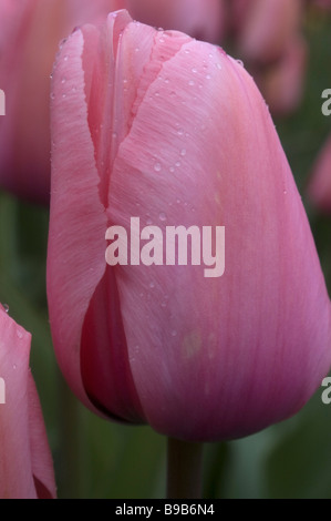 Tulipa 'Rosa impressione' Foto Stock