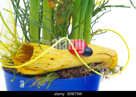 Narzisse Marienkäfer mit narciso con lady beetle 02 Foto Stock