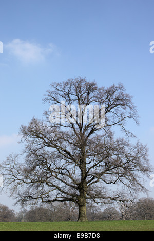 Unico albero di quercia in un campo contro un cielo blu Foto Stock