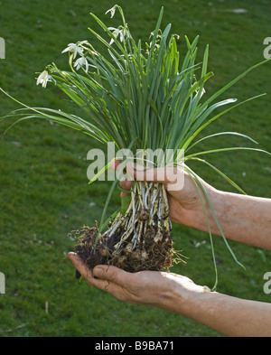 Un giardiniere che mostra un intrico di bucaneve " nel verde", pronto per essere piantati in primavera. Foto Stock