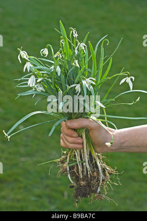 Un intrico di bucaneve sradicati pronti per essere piantati. Foto Stock