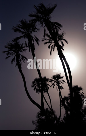 Sun Haze-Filtered aleggiano sopra Doum Palms 1 Foto Stock