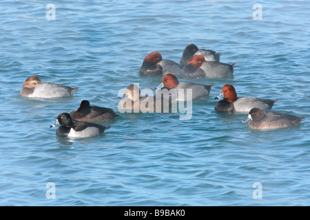 Piccolo gommone di colli ad anello e Redhead anatre sul Lago Erie in inverno Foto Stock