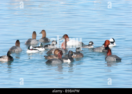 Piccolo gommone del collo ad anello Redhead Bufflehead e Canvasback anatre sul Lago Erie in inverno Foto Stock