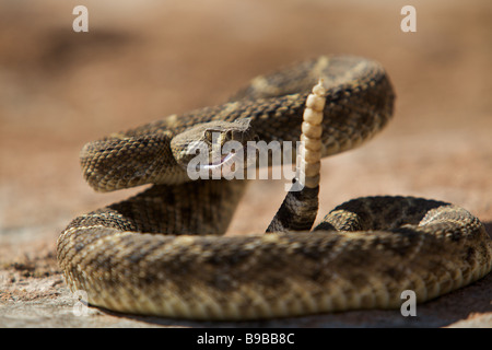 Un western diamondback rattlesnake prendere il sole su una roccia nel West Texas deserto si prepara a colpire Foto Stock