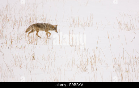 Coyote sul prowl per preda Canis latrans Foto Stock