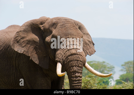 Bull africano Elefante in carica Foto Stock