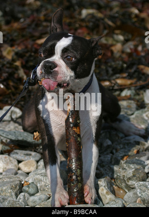 Boston Terrier masticare su stick Foto Stock