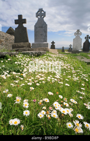 Margherite di fronte croci celtiche e le rovine di una chiesa sul cimitero in Croce vicino a Kilkee, County Clare, Irlanda Foto Stock