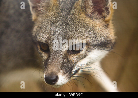 Gray Fox (Urocyon cinereoargenteus) a Las Puma Rescue Center (Centro de Rescate Las puma) in Cañas, Costa Rica. Foto Stock