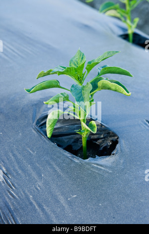 Il peperone piantina piantati nella pacciamatura plastica. Foto Stock