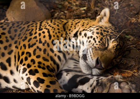 Jaguar (Panthera onca) prendendo un pan a Las Puma Rescue Center (Centro de Rescate Las puma) in Cañas, Costa Rica. Foto Stock