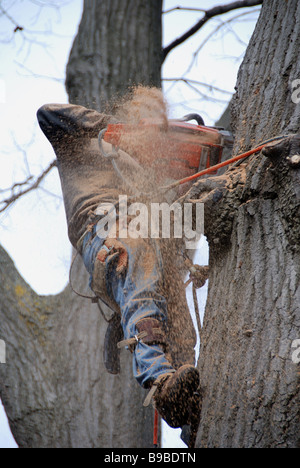 Un aborista urbano professionale e chirurgo dell'albero è assicurato su un albero per usare una motosega per rimuovere un grande albero malato di quercia nel cortile di Toronto Ontario Foto Stock