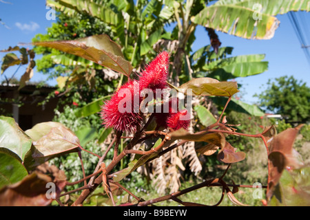 Annatto seedpod. Annatto o Achiote Bixa orellana L Foto Stock