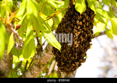 Il miele europeo bee o western miele delle api (Apis mellifera) sciame Foto Stock