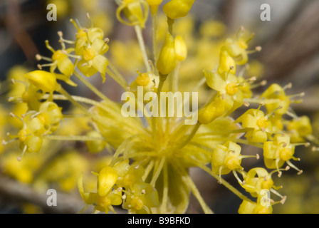 Corniolo Sanguinello asiatico (cornus officinalis) fioritura fiori giallo prima di foglie in marzo in Giappone centrale Foto Stock