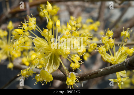 Corniolo Sanguinello asiatico (cornus officinalis) fioritura fiori giallo prima di foglie in marzo in Giappone centrale Foto Stock