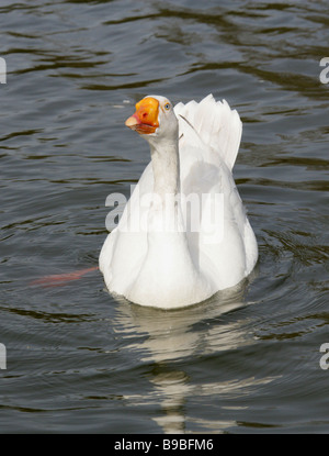 Domestico Oca Bianca, anatidi Foto Stock