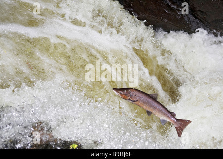 Salmone atlantico (Salmo salar) salta in cascata per raggiungere le zone di riproduzione Foto Stock