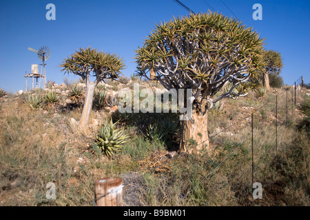 Faretra alberi ( Aloe dichotoma ) sono sul lato della strada nel Northern Cape Provincia del Sud Africa Foto Stock