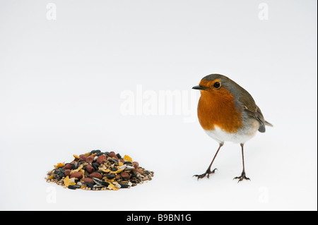 Robin e wild bird seed su sfondo bianco Foto Stock