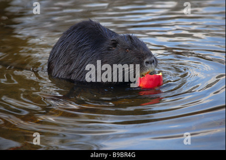 (Nutria myocastor coypus), river rat, Coypu mangiando un apple nel fiume. Prendere nella fauna selvatica. Foto Stock
