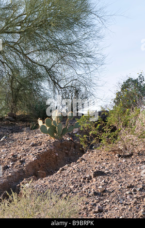 Le piante del deserto accanto a un arroyo Foto Stock