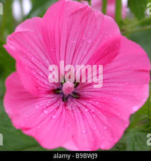 Rosa Holly Hock fiore Foto Stock