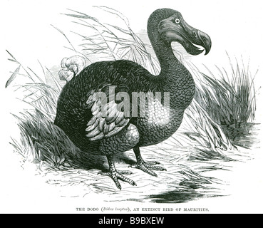Il dodo didus ineptus un uccello estinto di Maurizio dodo (Raphus cucullatus) era una specie di uccelli endemici all Indian Oce Foto Stock