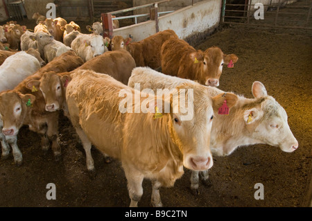 Bovini in un fienile in attesa di essere lasciate fuori nei campi per la primavera Foto Stock