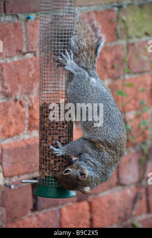 Uno scoiattolo grigio (Sciurus carolinensis) che rubano noci da un alimentatore di uccelli, Galles, Regno Unito. Foto Stock