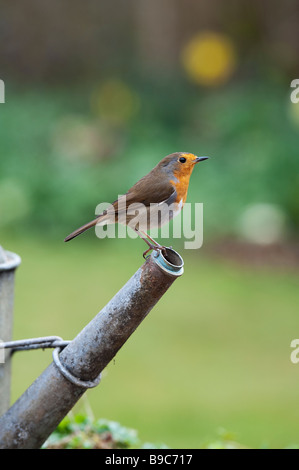 Robin appollaiato sul tubo di lancio di un metallo annaffiatoio Foto Stock