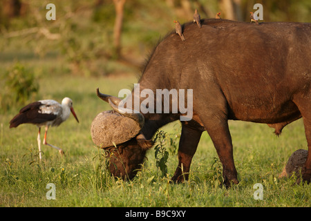 African buffalo con rosso oxpecker addebitate sulla sua schiena e una cicogna bianca Parco Nazionale Kruger Sud Africa Foto Stock