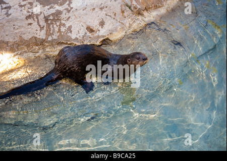 Un cane bagnato Lontra europea Lutra lutra Foto Stock