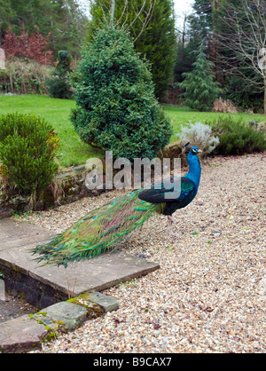 PEACOCK nel piccolo giardino interno REGNO UNITO Foto Stock