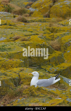 Herring gull Larus argentatus adulto su nest Foto Stock