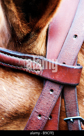 Primo piano della testa del cavallo mostra parziale e orecchio briglia sul lato sinistro. Foto Stock