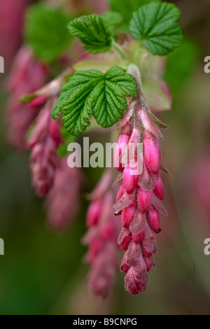 Primo piano della Golden Ribes fioritura di boccioli di fiori Foto Stock