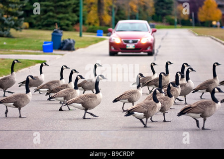 Oche del Canada attraversare una strada residenziale durante la caduta di migrazione. Winnipeg, Manitoba, Canada. Foto Stock